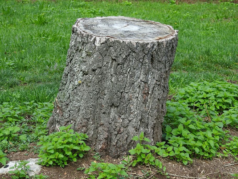 log, tree stump, reported, nature, plant, green color, grass HD wallpaper