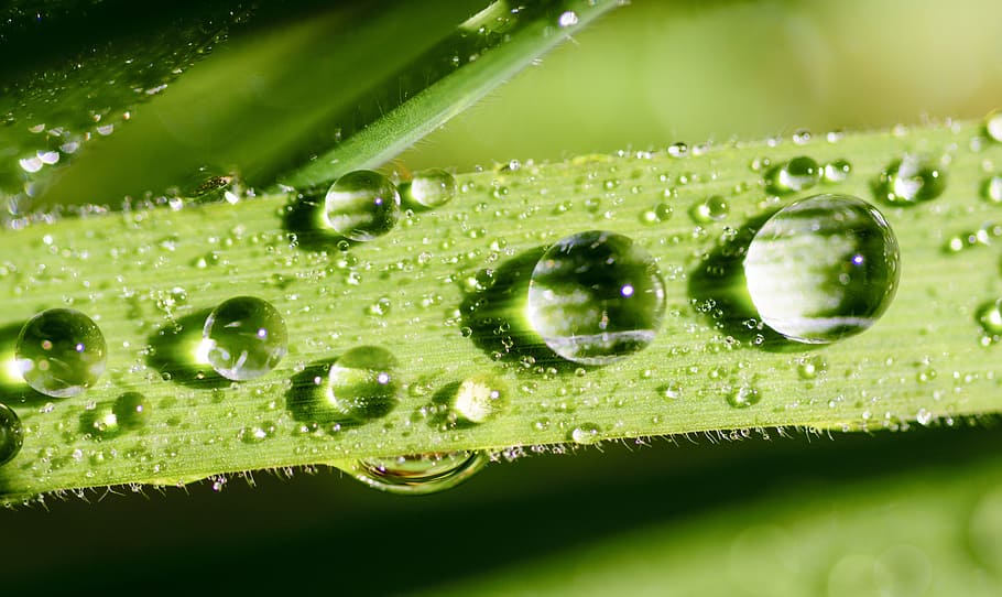 water dew on green leafed plant, Nature, Drop, drops, rain, wet