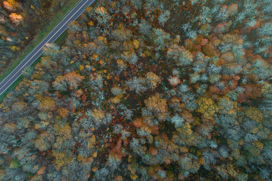 aerial photography of gray road surrounded by forest during daytime, aerial photography of green trees HD wallpaper