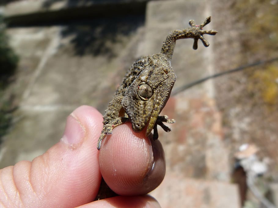 gecko, dragon, bite, reptile, hand, detail, human body part HD wallpaper