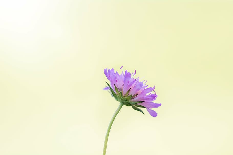 purple scabiosa flower in side view, pointed flower, purple flower