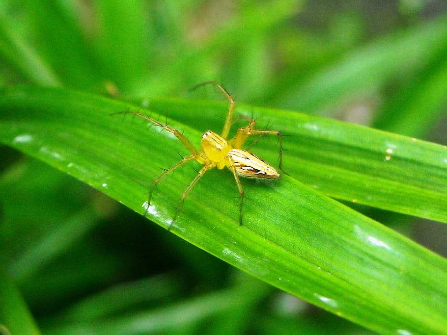 spider, yellow, leaf, pandan, green, insect, nature, animal HD wallpaper