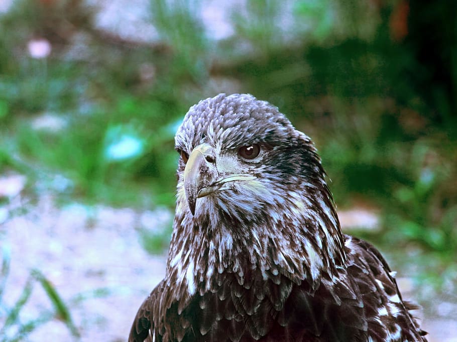 bald eagle, bird, raptor, immature, young, beak, feathers, animal HD wallpaper
