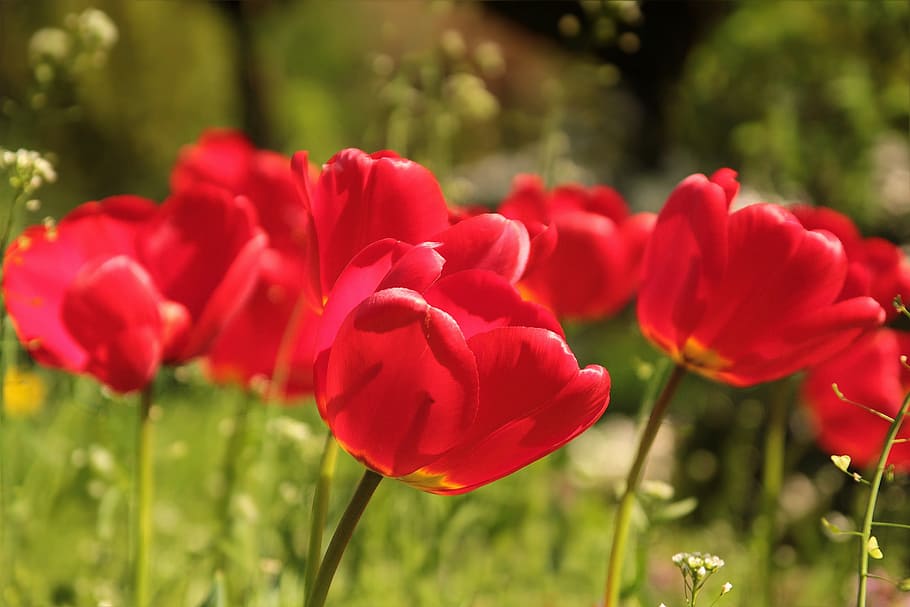 selective focus photography of red petaled flowers, tulips HD wallpaper