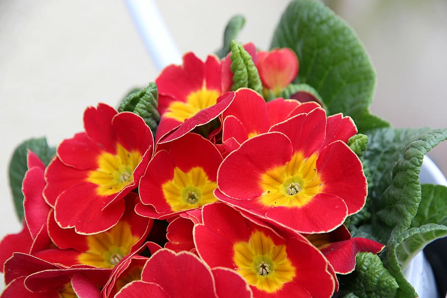 primrose, red, spring flower, primula, nature, plant, petal HD wallpaper