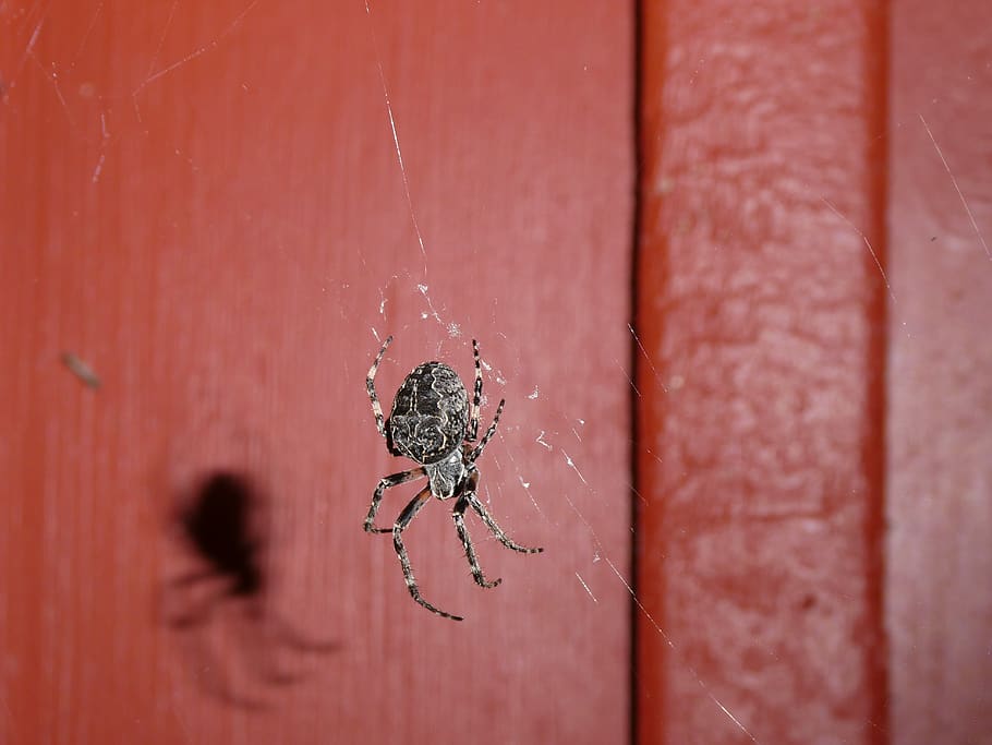 spider, climb, nature, invertebrate, animals in the wild, insect HD wallpaper