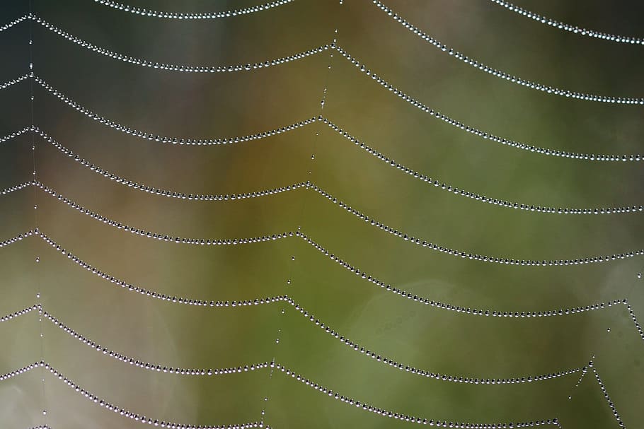 spiderweb with water droplets, background, cobweb, dew, drops HD wallpaper