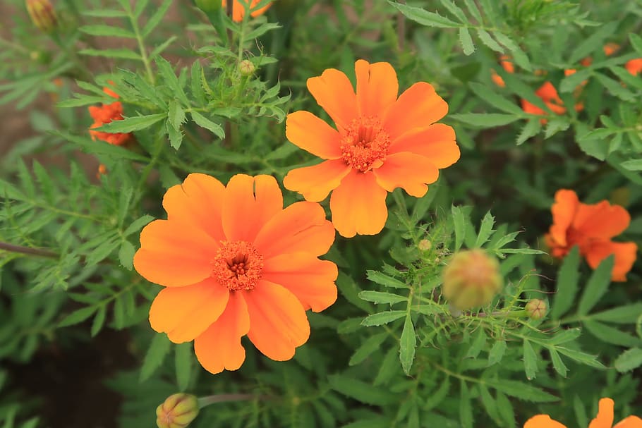flowers, grass, summer, amber, flowering plant, freshness, beauty in nature HD wallpaper