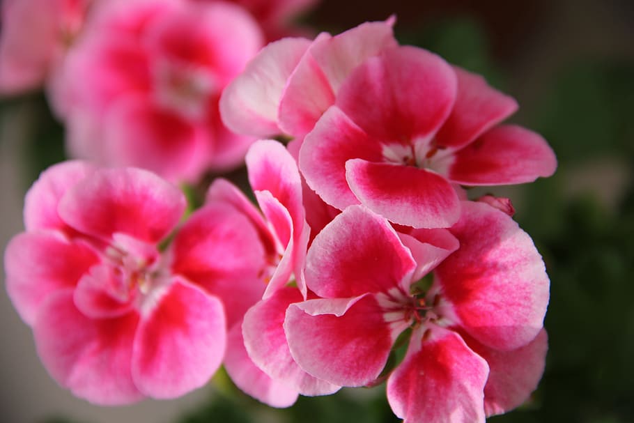 geraniums, nature, plant, flower, flowering plant, freshness HD wallpaper