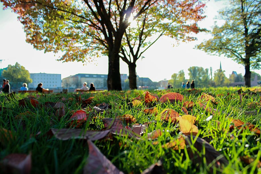 Tree, Nature, Outdoor, park, green, natural, people, grass HD wallpaper