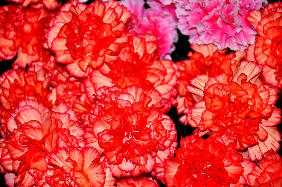 szekfű, red, flower, flowering plant, freshness, close-up HD wallpaper