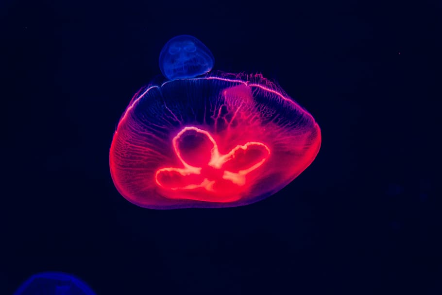red and blue jellyfish, untitled, neon colours, purple, underwater