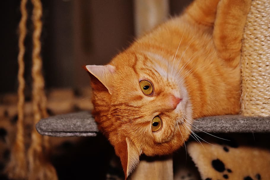 tabby cat lying on gray board, red, funny, cute, mackerel, tiger HD wallpaper