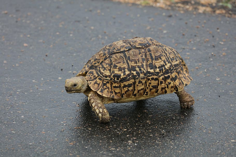 black and brown tortoise walking on gray asphalt road, leopard tortoise, HD wallpaper