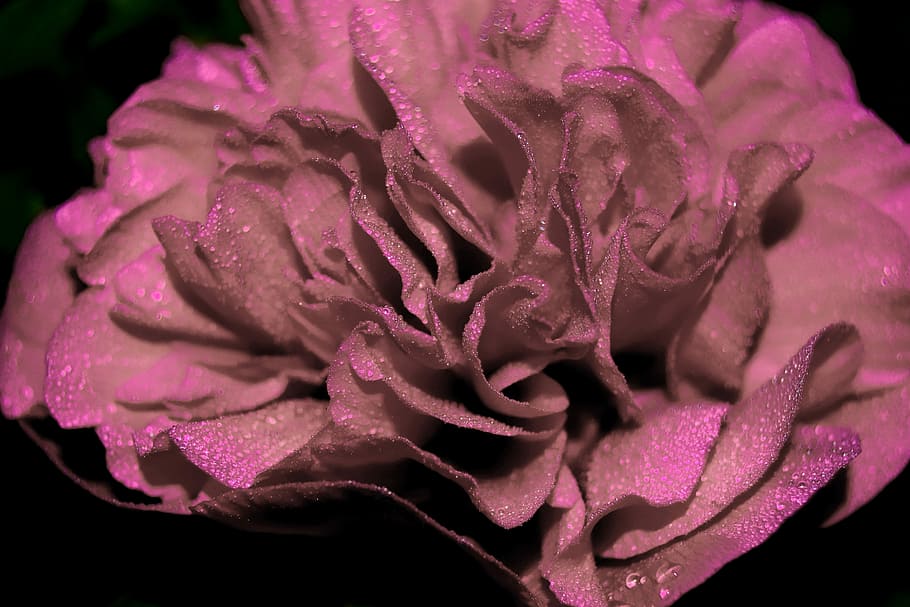gentle, beautiful, flower, flowering plant, freshness, petal HD wallpaper