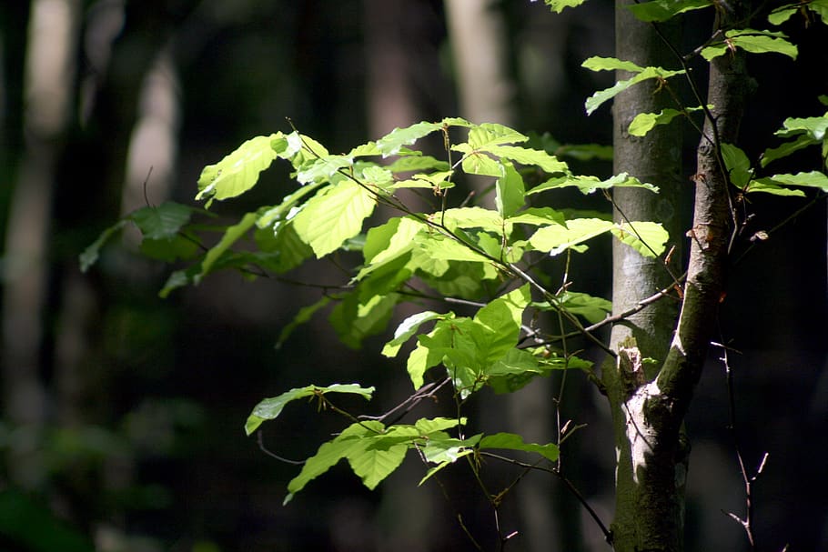 forest, light, tree, nature, trees, green, detail, plant, leaf HD wallpaper