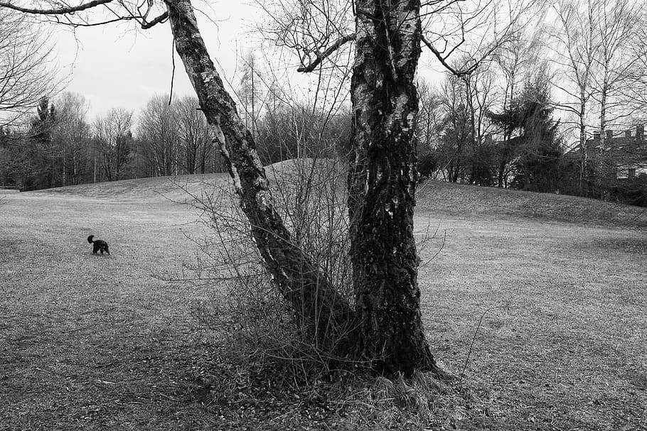 landscape, black white, tree, plant, domestic, animal themes HD wallpaper