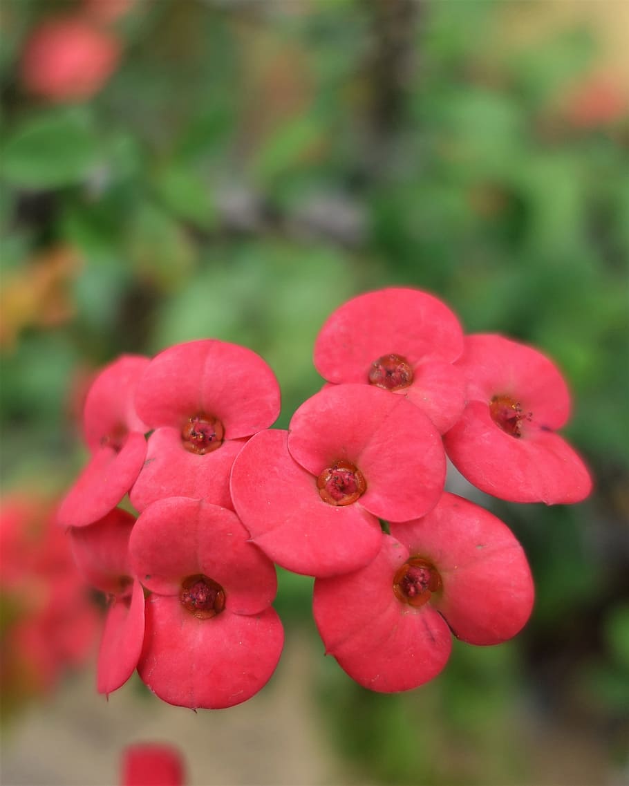 nature, flower garden, spring, macro, pink, plant, flowering plant HD wallpaper