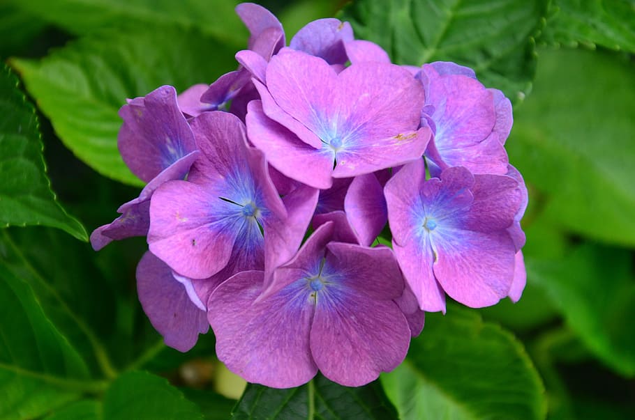 hydrangeas, flower, purple, summer, plant, nature, hydrangea flowers HD wallpaper