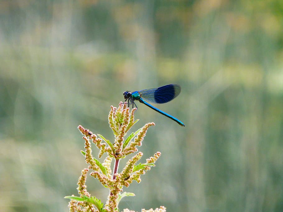 blue and black dragonfly perched on flower, selective focus photography of blue damselfly perched on brown flower bud, HD wallpaper