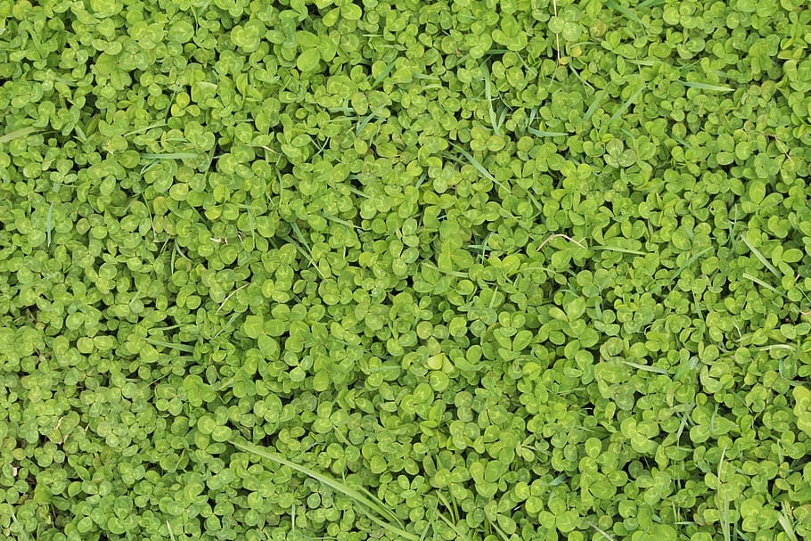green, spring, nature, background, clover, grass, green color HD wallpaper