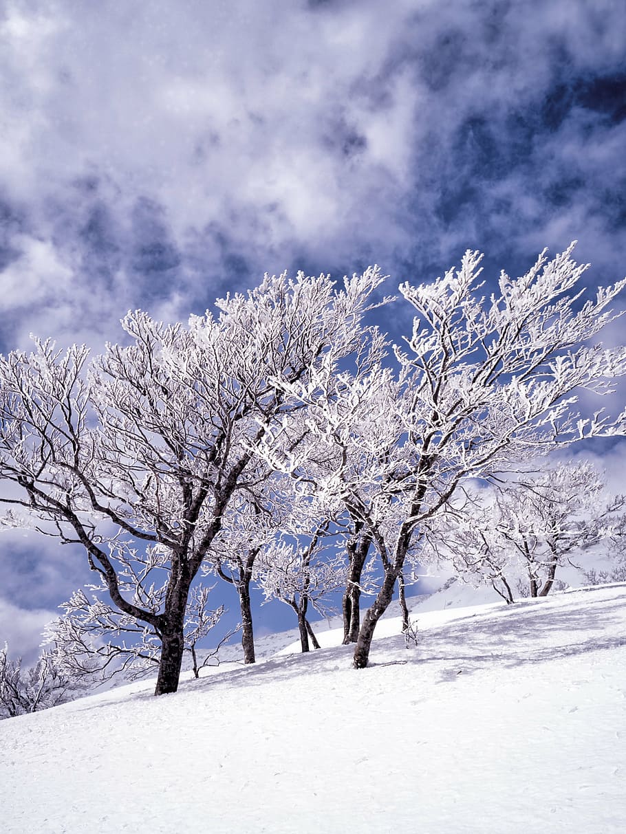 snow, rime, trees, cloud, blue sky, shirakami-sanchi, japan HD wallpaper