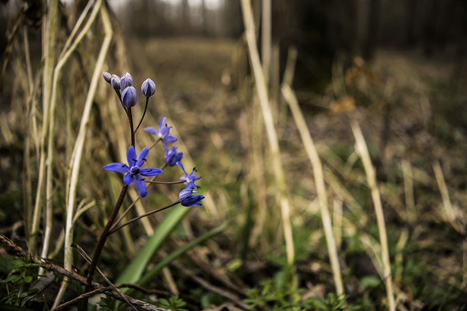 Blue, Flower, Macro, Burned, Grass, burned grass, nature, flowers HD wallpaper