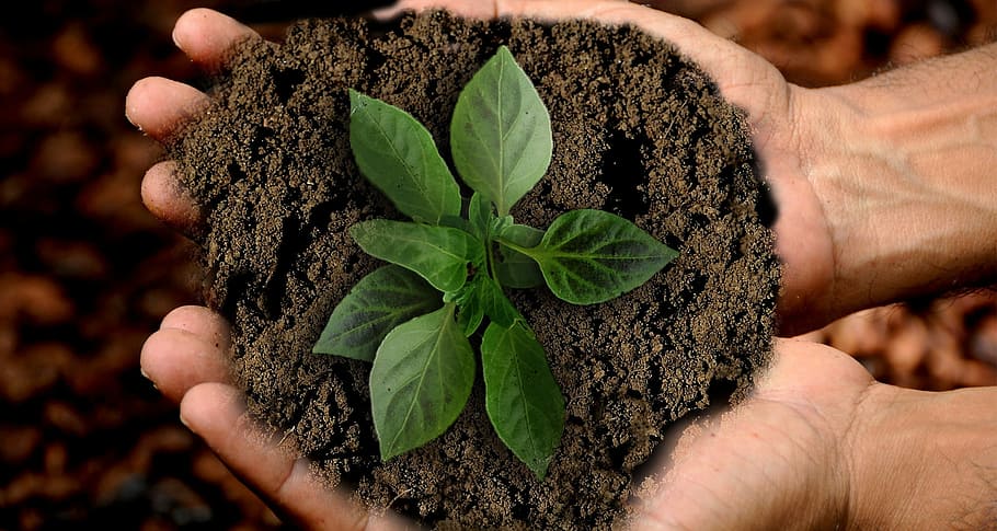 green plant on person's hand, earth, scion, leaf, sustainability