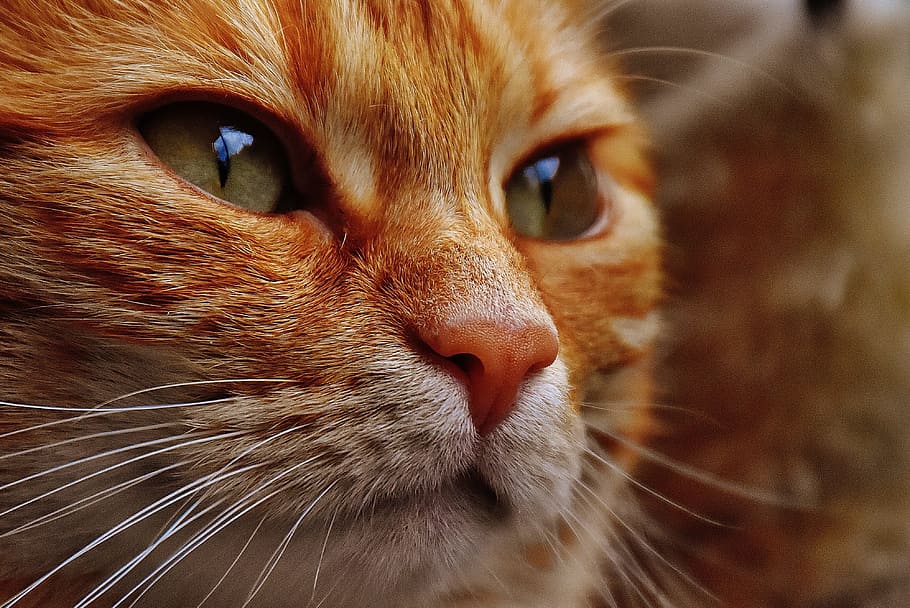 closeup photo of orange tabby cat, red, cute, mackerel, tiger HD wallpaper