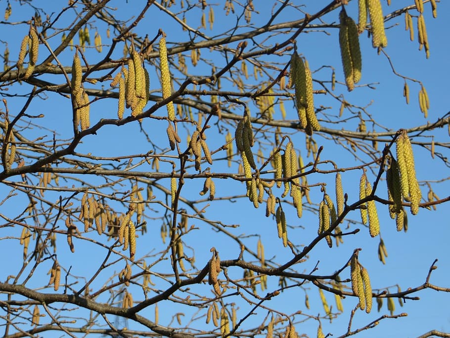 hazel, catkins, tree, leaves, nature, woodland, drops plant leaves HD wallpaper