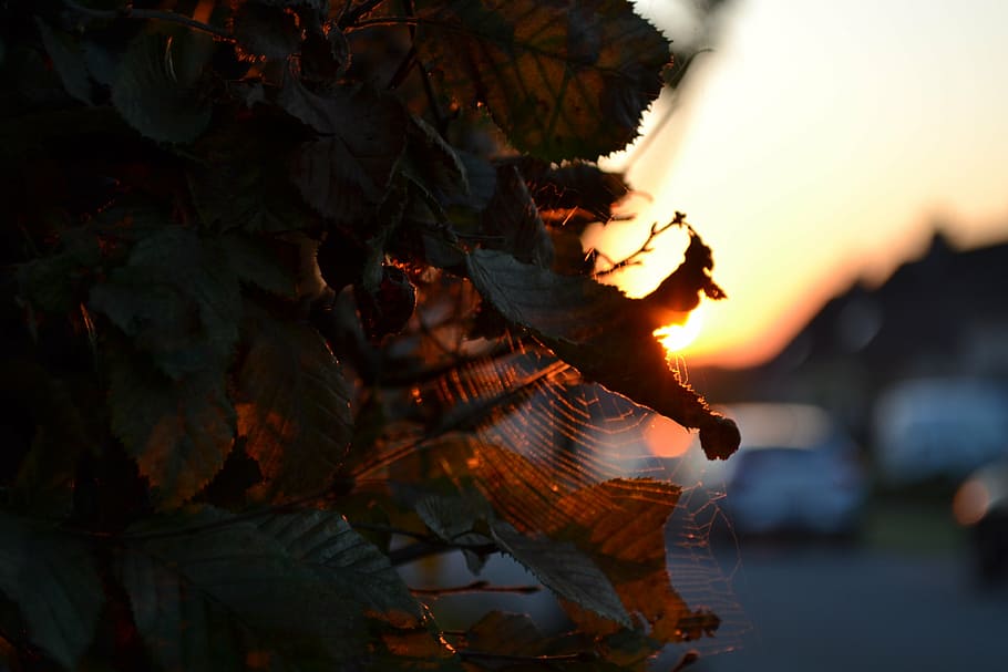 spider web, leaves, tree, nature, autumn, sunlight, setting sun HD wallpaper