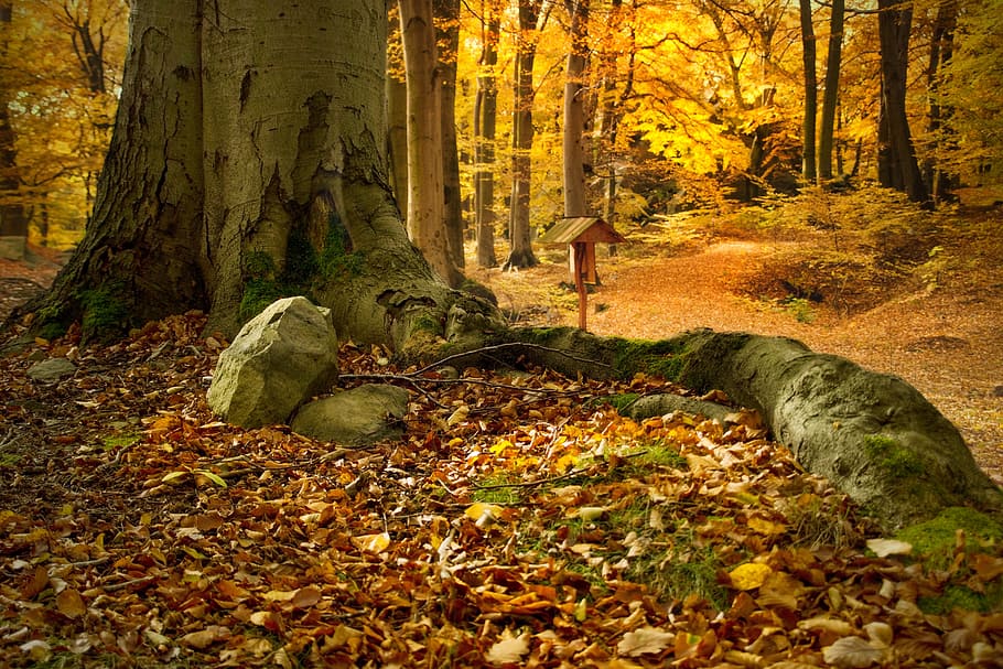 dried leaves near tree, beech forest, bučina, colors, nature HD wallpaper