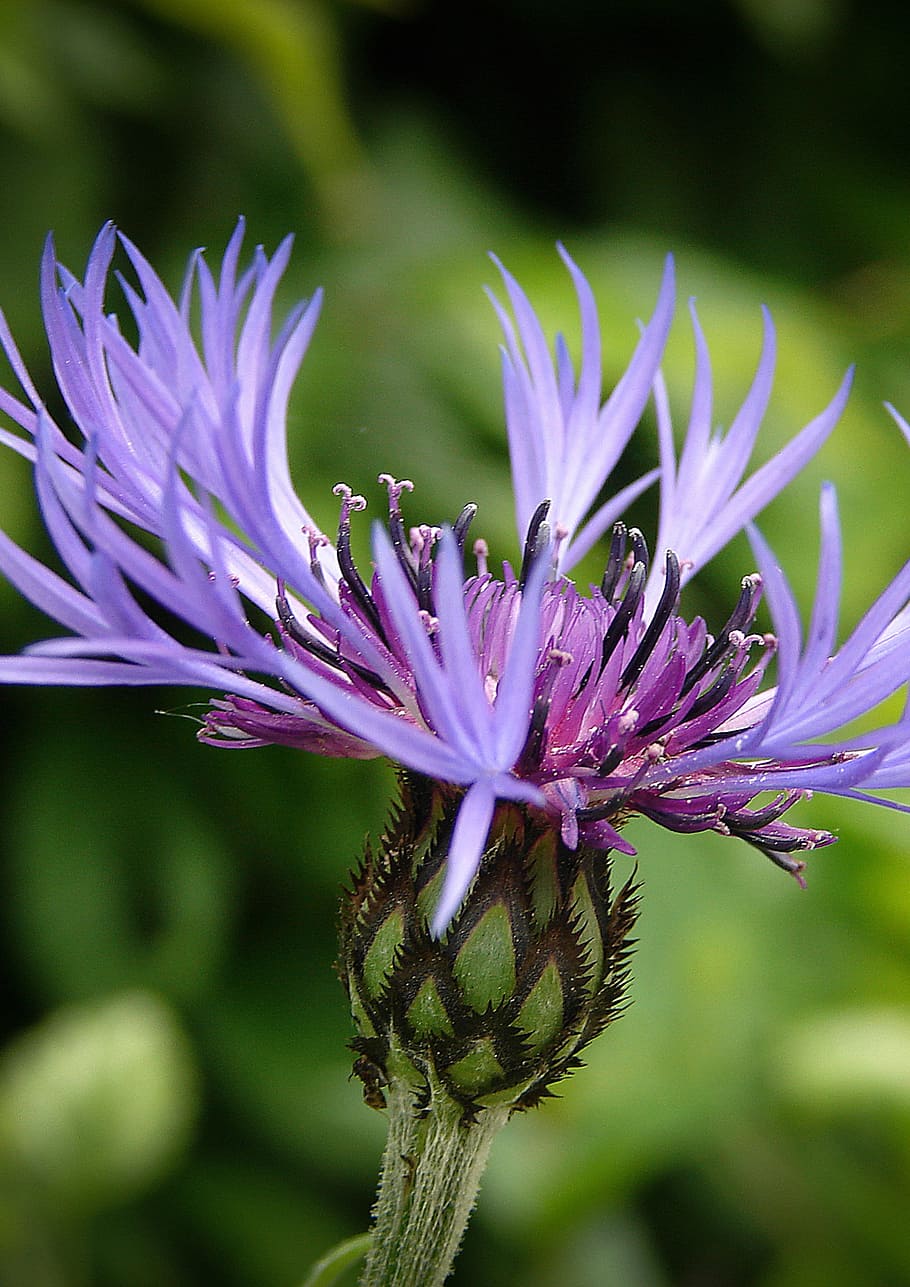 Cornflower, Blue, Summer, blossom, bloom, nature, cornflowers HD wallpaper