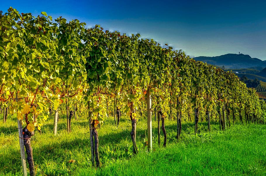 green leaf trees under blue sky, southern styria, wine, vine HD wallpaper