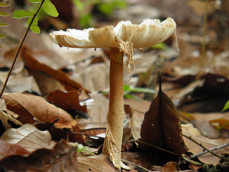 fungi, nature, growth, close-up, beauty in nature, plant, mushroom HD wallpaper