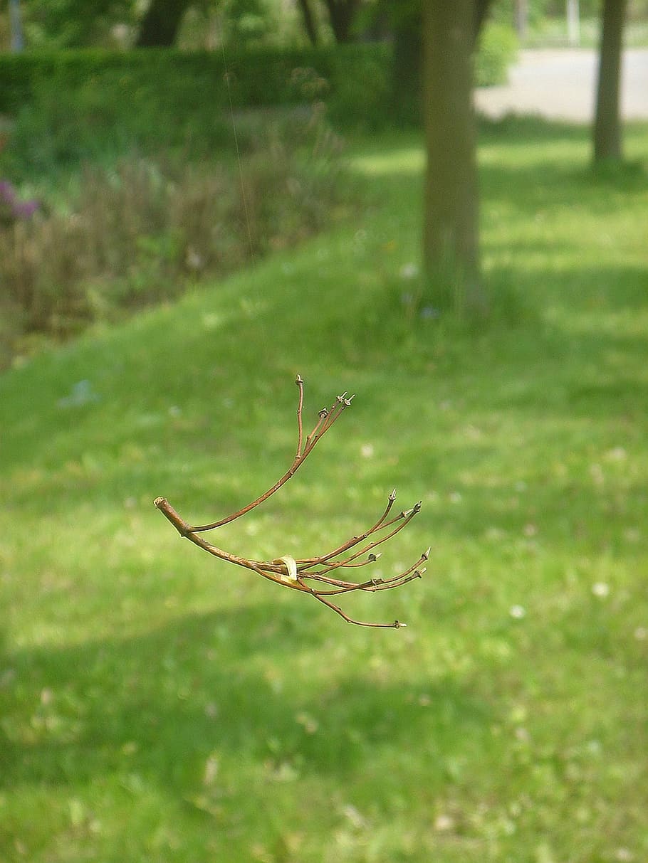 twig, hovering, impression, lightness, phantasm, focus on foreground HD wallpaper