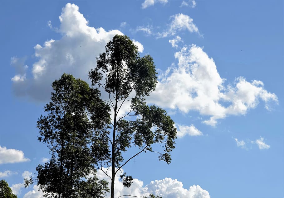 cloud, tree, landscape, nature, blue sky, brazil, day, green HD wallpaper