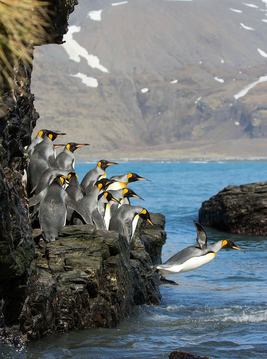 penguins standing on rock formation, flock of king penguins near rock formation diving on body of water during daytime HD wallpaper