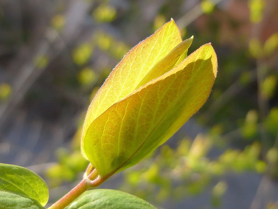 nature, spring leaf, garden, foliage, green leaf, veined leaf HD wallpaper