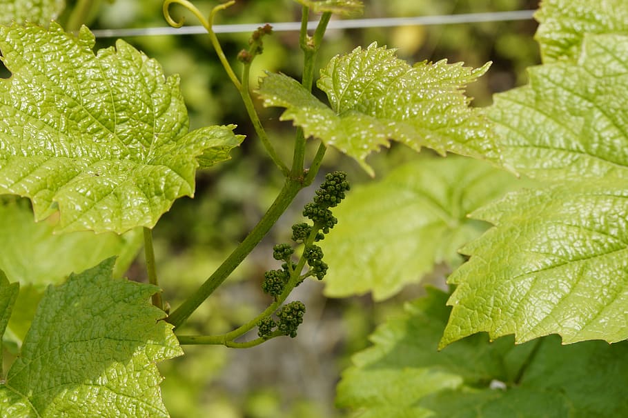 wine, grapevine, approach, blossom, bloom, fruit set, grapes HD wallpaper