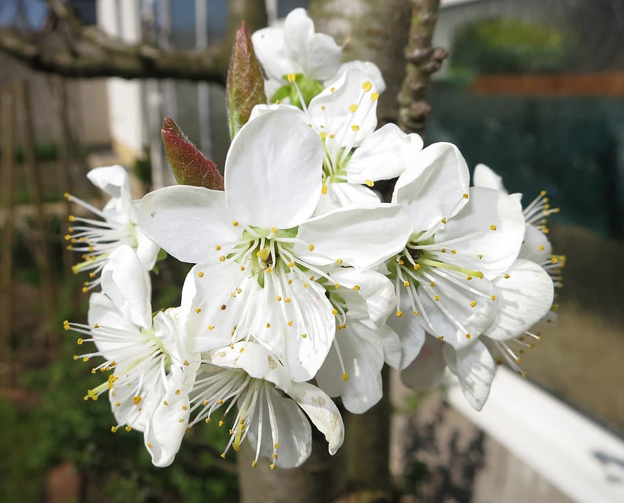 yellow plums, white blossom, spring, flowering plant, fragility HD wallpaper