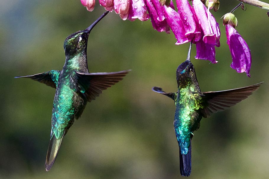 two hummingbirds under purple flower, two hummingbirds, pollen, HD wallpaper