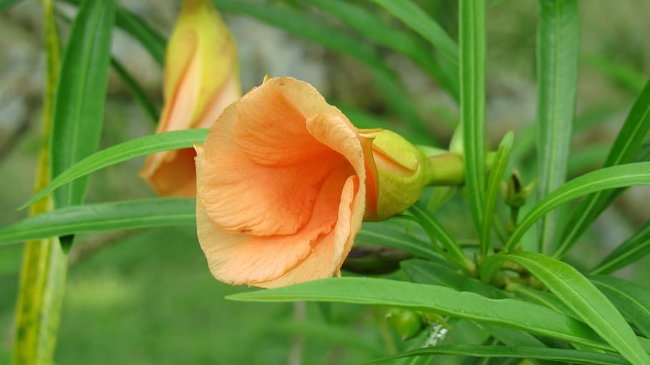 nature, leaf, flora, summer, garden, flower, bright, orange HD wallpaper