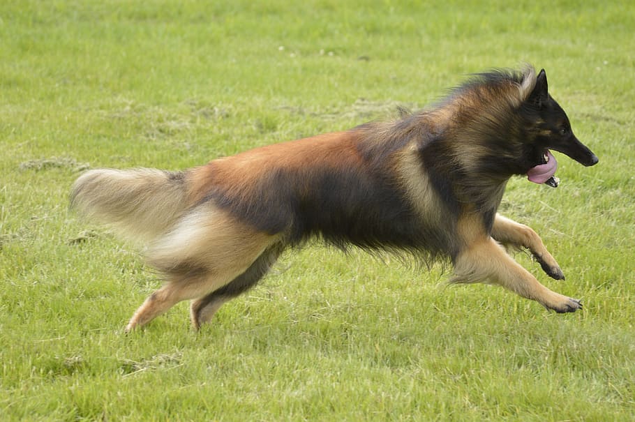 belgian, shepherd, teuveren, dog, grass, animal, animal themes HD wallpaper