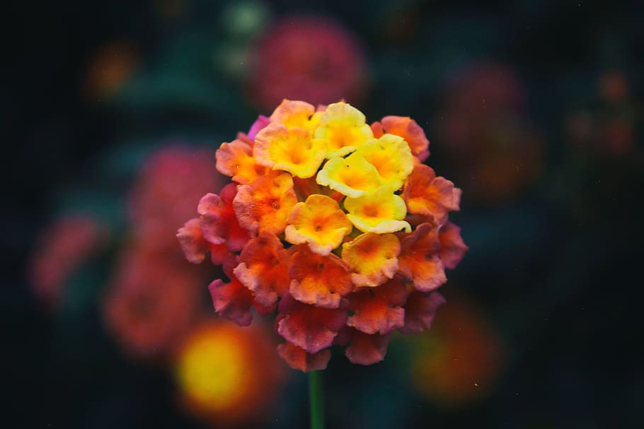 flower, bloom, blur, blossom, petal, plant, garden, field, flowering plant HD wallpaper
