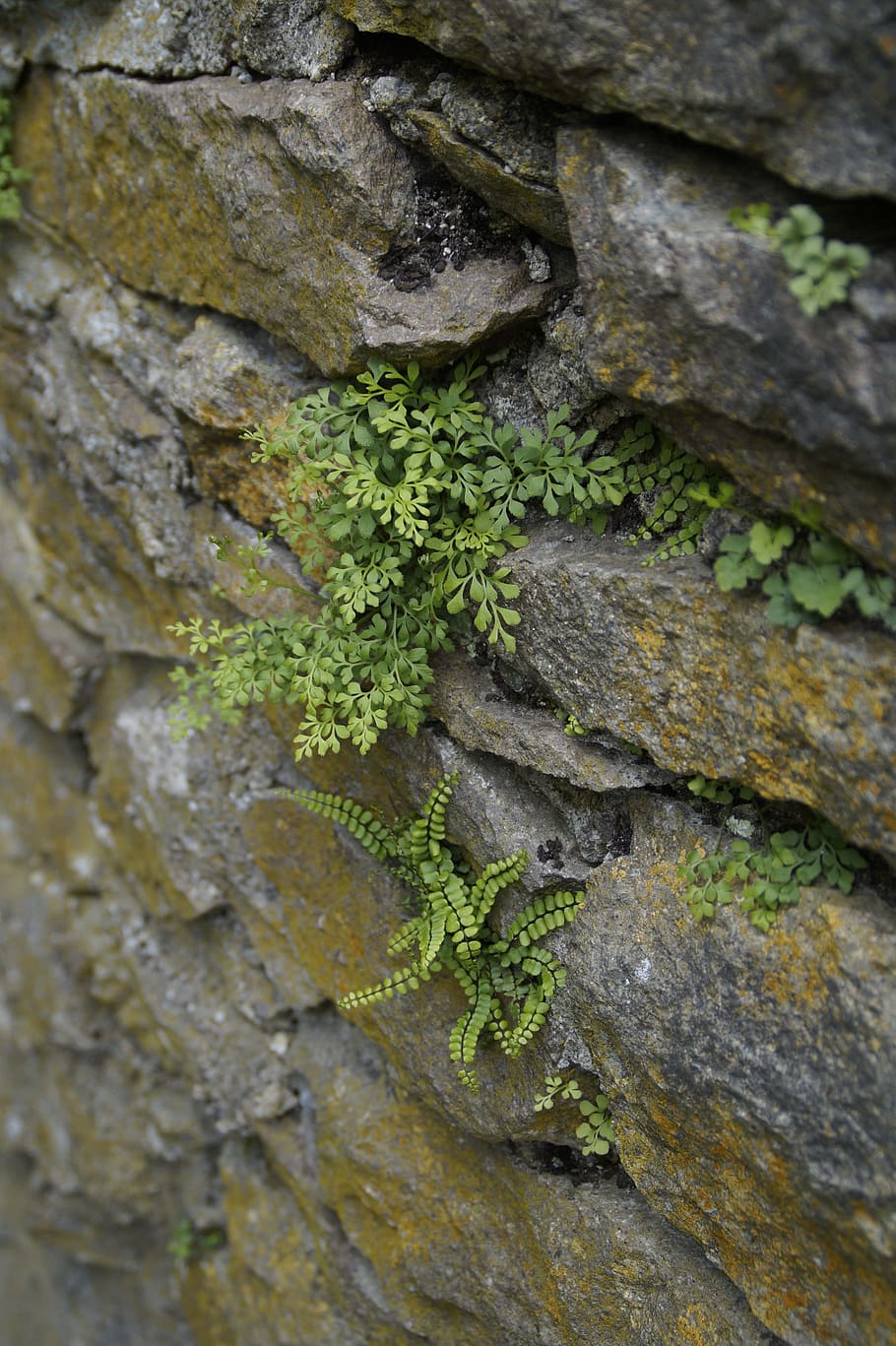 stone, rock, wall, masonry, fern, plant, settle, karg, frugal HD wallpaper