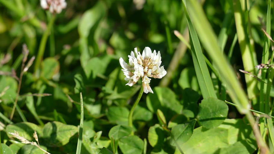 meadow, klee, blossom, bloom, red clover, pointed flower, shamrocks HD wallpaper
