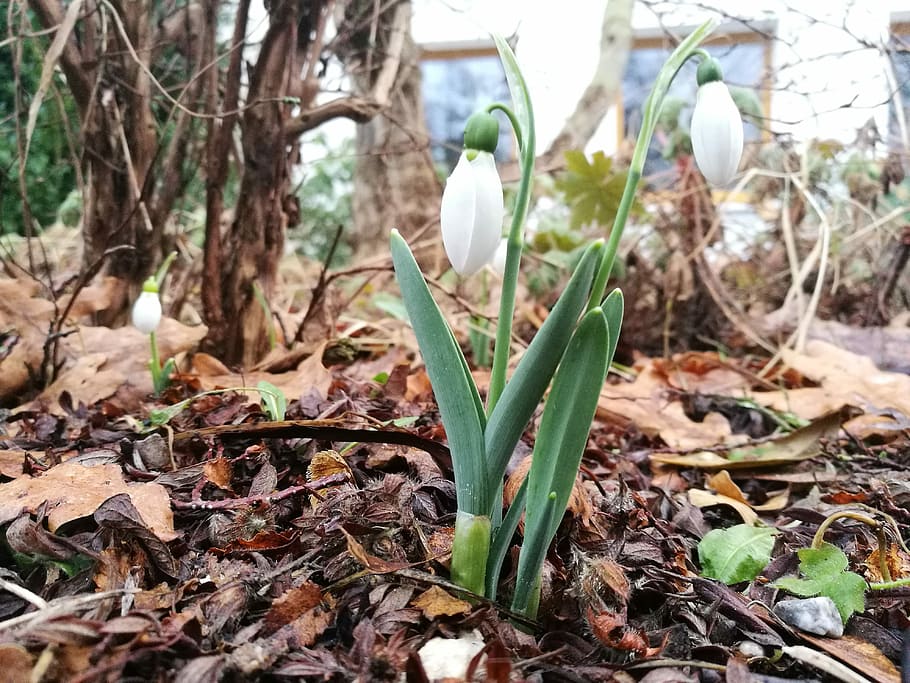 Forest, March, Spring, march 8, vegetable garden, snowdrop HD wallpaper