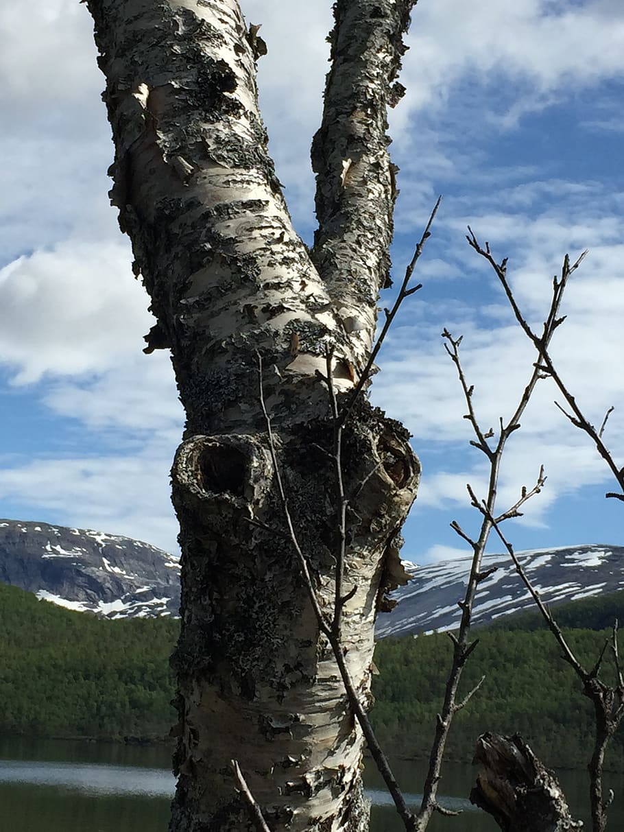 birch, the mountain, snow, tree, sky, plant, tree trunk, tranquility HD wallpaper