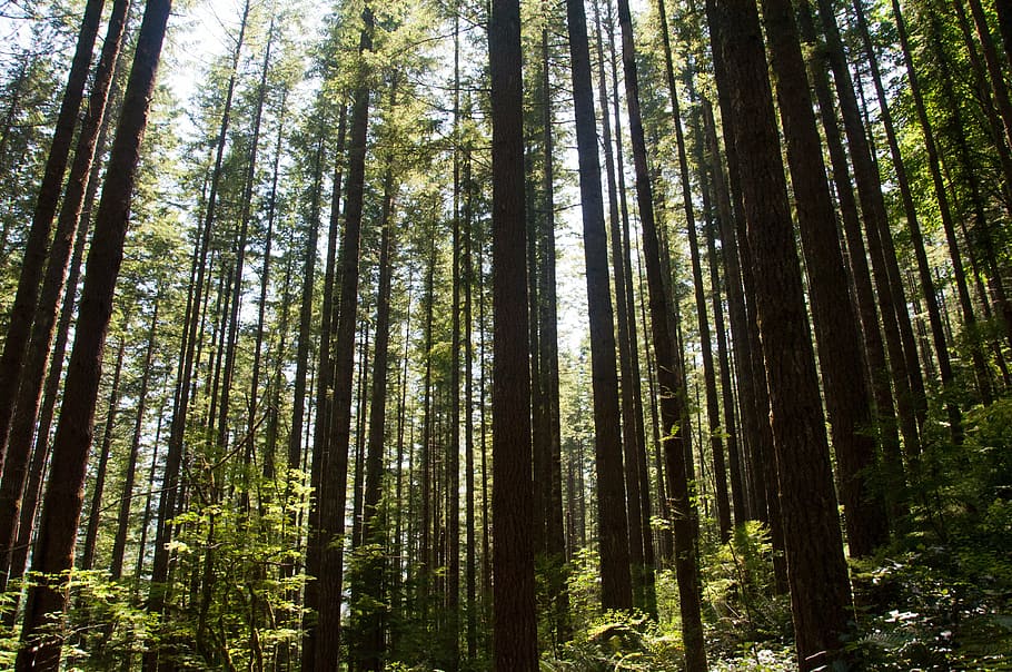 tree, forest, nature, landscape, scenery, outdoor, scenic, greenery HD wallpaper